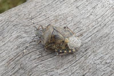 <i>Rhaphigaster nebulosa</i>