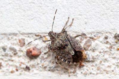 <i>Halyomorpha halys</i>