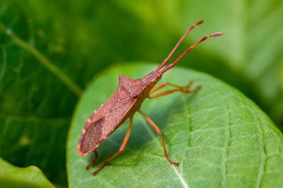 <i>Gonocerus acuteangulatus</i>