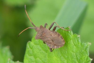 <i>Coreus marginatus</i>