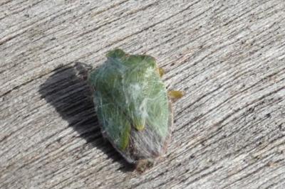<i>Palomena prasina</i>