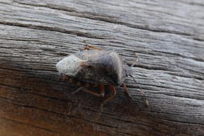 <i>Rhaphigaster nebulosa</i>