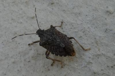 <i>Halyomorpha halys</i>