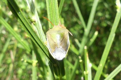 <i>Piezodorus lituratus</i>