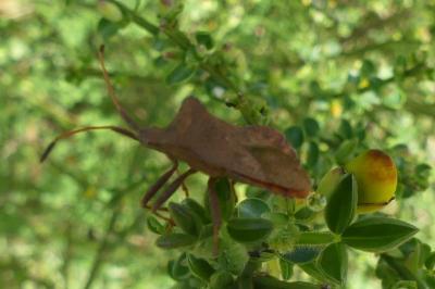 <i>Coreus marginatus</i>