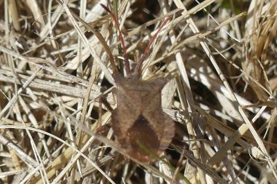 <i>Coreus marginatus</i>