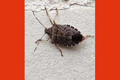 <i>Halyomorpha halys</i>