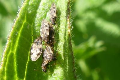 <i>Dictyla humuli</i>
