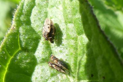 <i>Dictyla humuli</i>