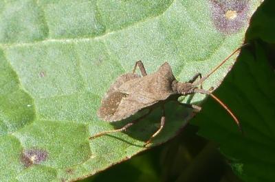 <i>Coreus marginatus</i>