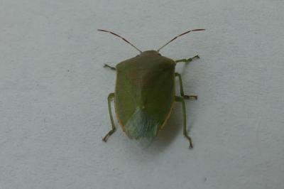 <i>Acrosternum heegeri</i>