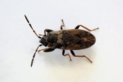 <i>Megalonotus sabulicola</i>