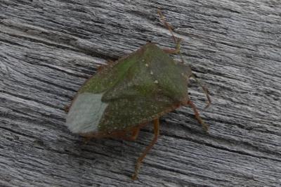 <i>Nezara viridula</i>