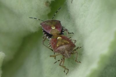 <i>Dolycoris baccarum</i>