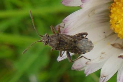 <i>Stictopleurus punctatonervosus</i>