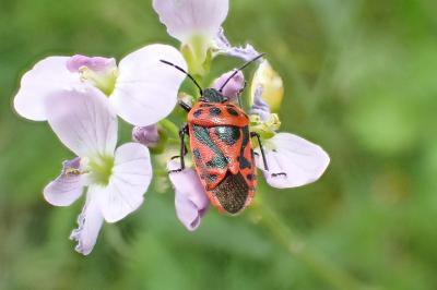 <i>Eurydema ornata</i>