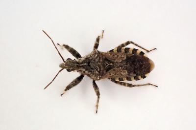 <i>Coranus griseus</i>