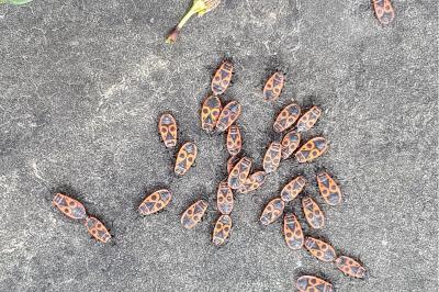 <i>Pyrrhocoris apterus</i>