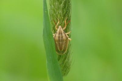 <i>Aelia acuminata</i>