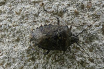<i>Rhaphigaster nebulosa</i>