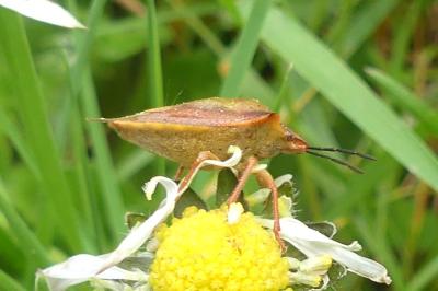 <i>Carpocoris</i>