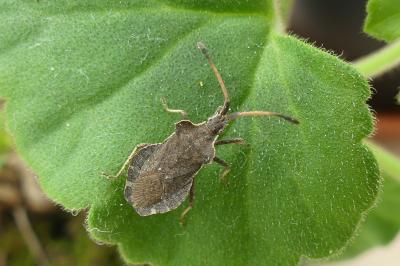<i>Enoplops scapha</i>