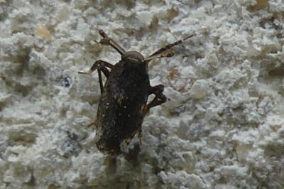 <i>Asiraca clavicornis</i>