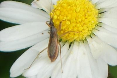 <i>Nabis</i>