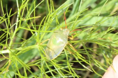 <i>Piezodorus lituratus</i>