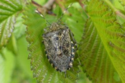 <i>Rhaphigaster nebulosa</i>