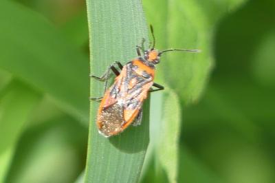<i>Corizus hyoscyami</i>