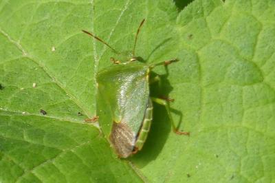 <i>Palomena prasina</i>