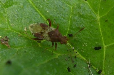 <i>Rhopalus subrufus</i>