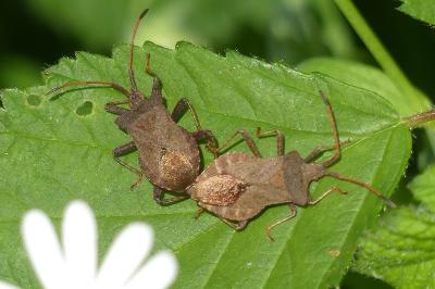 <i>Coreus marginatus</i>