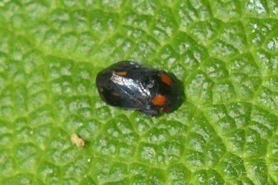 <i>Penthimia nigra</i>