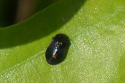 <i>Penthimia nigra</i>