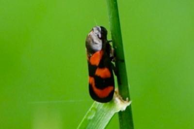 <i>Cercopis vulnerata</i>