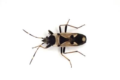<i>Raglius confusus</i>