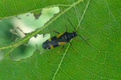 <i>Dryophilocoris flavoquadrimaculatus</i>