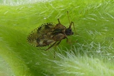 <i>Dictyla humuli</i>