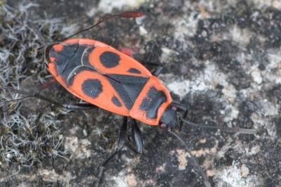 <i>Pyrrhocoris apterus</i>