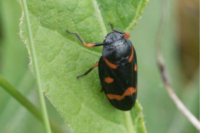 <i>Cercopis intermedia</i>