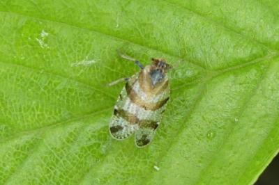 <i>Tachycixius venustulus</i>