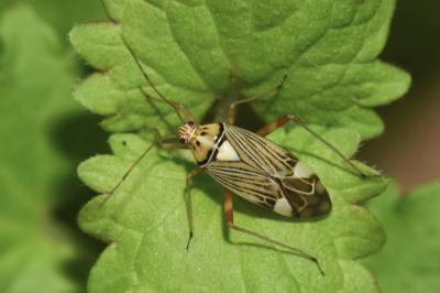 <i>Rhabdomiris striatellus</i>