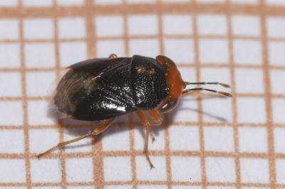<i>Geocoris erythrocephalus</i>