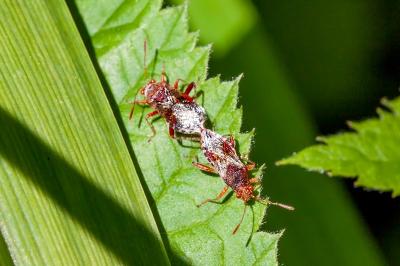 <i>Rhopalus subrufus</i>