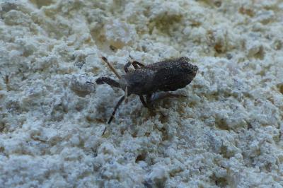 <i>Asiraca clavicornis</i>