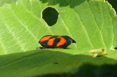 <i>Cercopis vulnerata</i>
