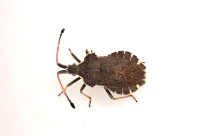 <i>Enoplops scapha</i>