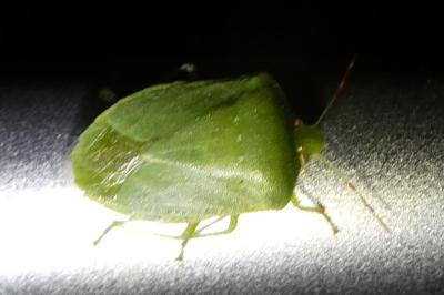 <i>Nezara viridula</i>